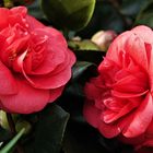 Camellia japonica