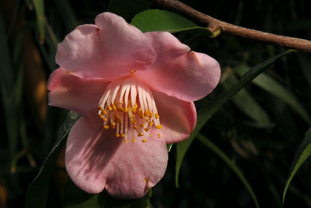 Camellia japonica