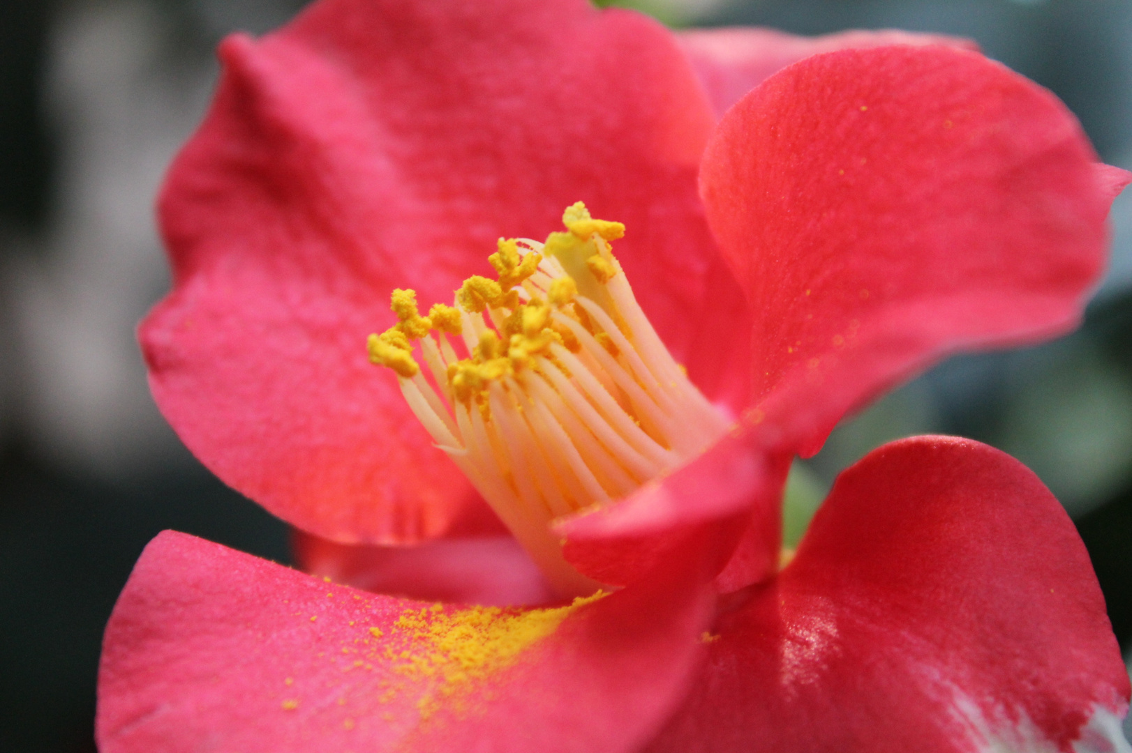 Camellia japonica