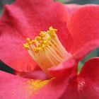 Camellia japonica