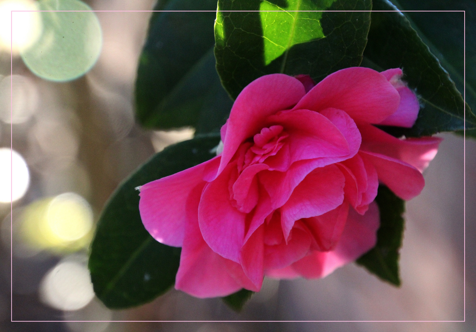  Camellia japonica ...