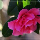  Camellia japonica ...
