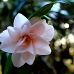 Camellia japonica Hagoromo 