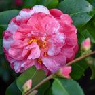 Camellia japonica Impricata Rubra