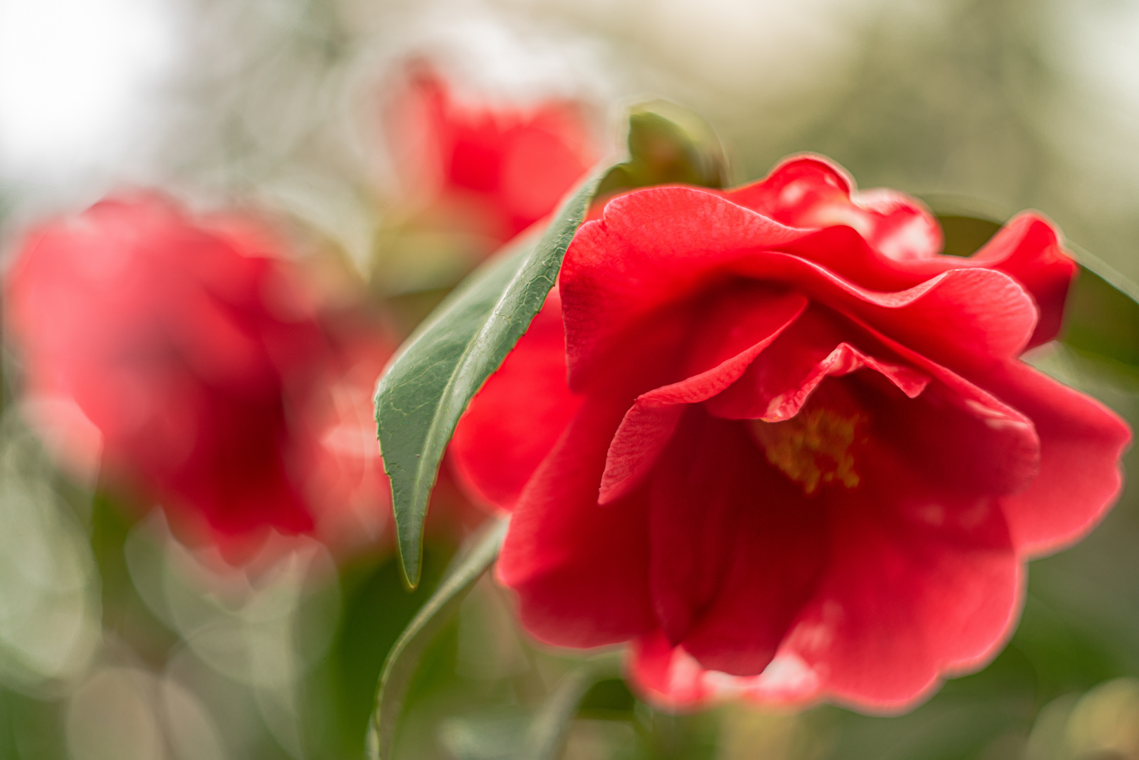 Camellia japonica "Masayoshi"