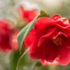 Camellia japonica "Masayoshi"