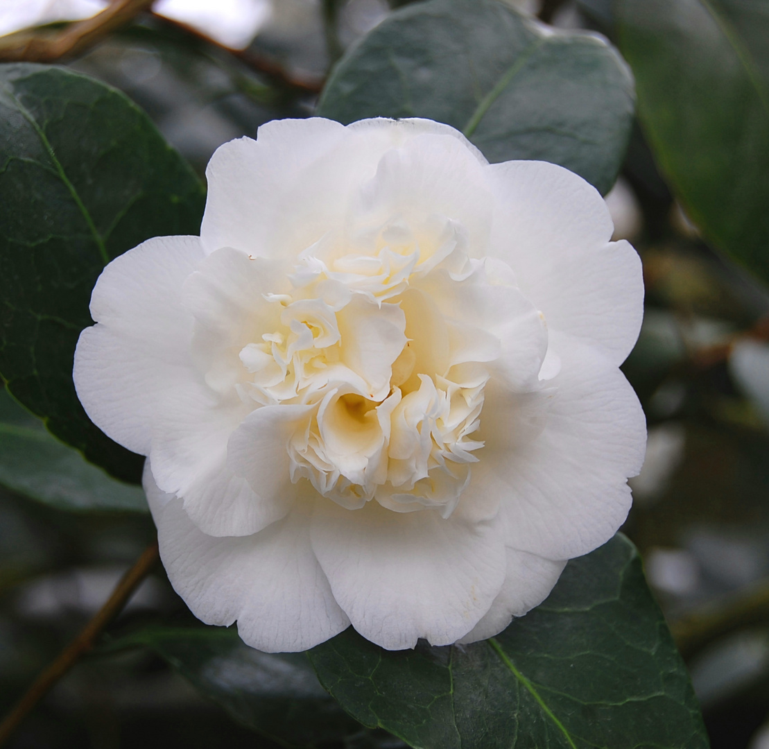 Camellia japonica (Meissner Porzellan)