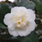 Camellia japonica (Meissner Porzellan)