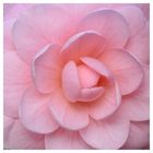 Camellia japonica Minna Seidel