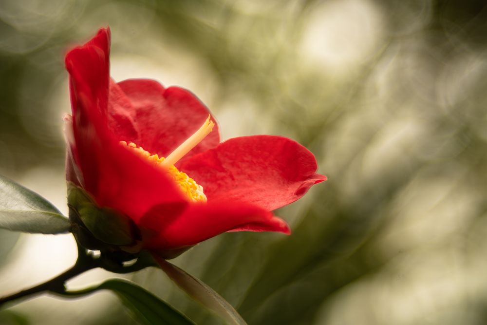 Camellia japonica "Nanakomachi"