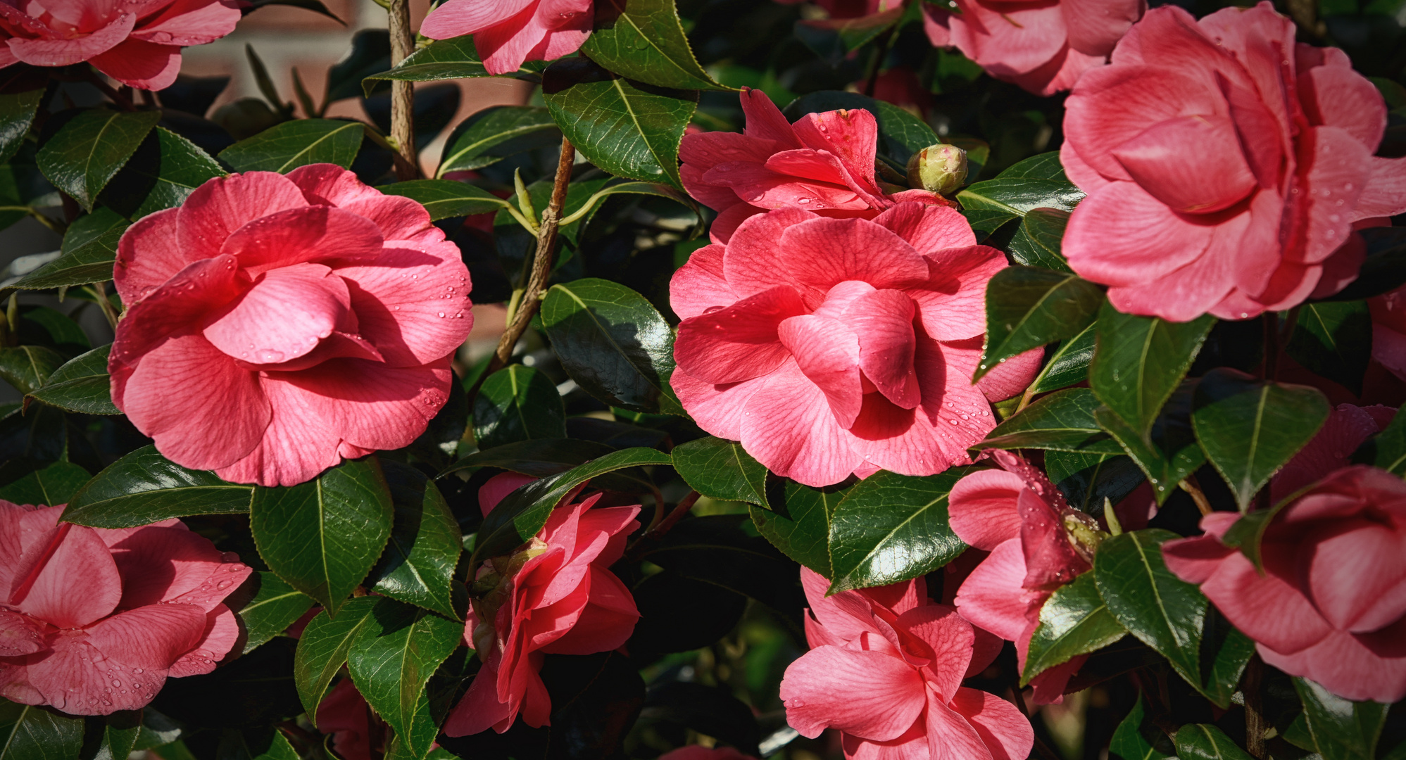 Camellia Japonica Pink