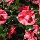 Camellia Japonica Pink