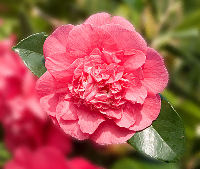 Camellia japonica R.L. Wheeler