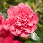 Camellia japonica R.L. Wheeler