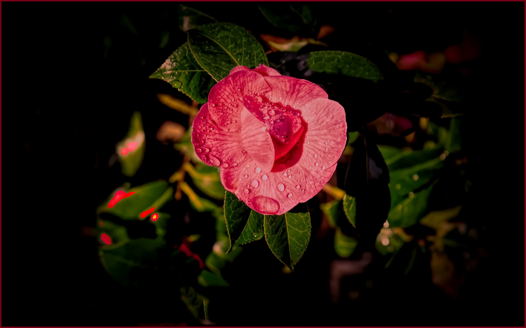 Camellia japonica 'Sacco Vera'