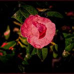 Camellia japonica 'Sacco Vera'