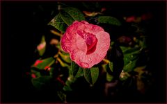 Camellia japonica 'Sacco Vera'