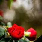 Camellia japonica -Sämling, rot