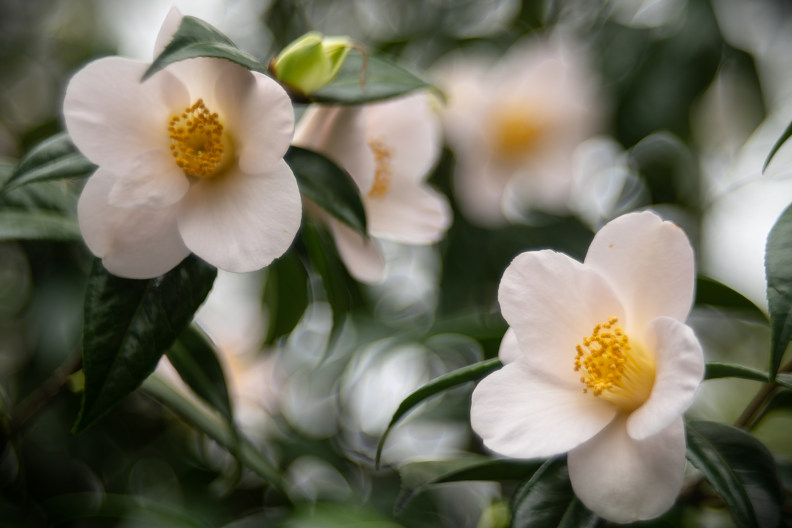 Camellia japonica-Sämling, weiß