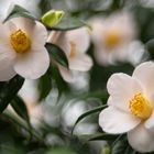 Camellia japonica-Sämling, weiß