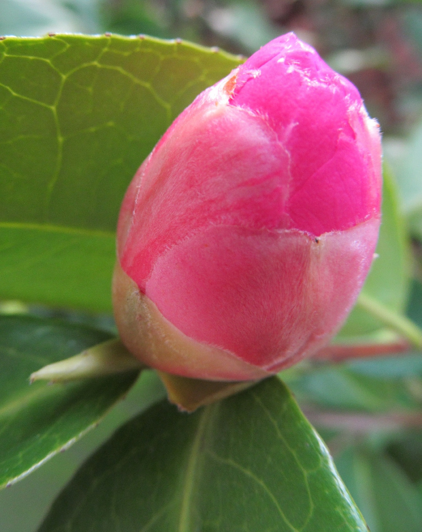 Camellia Japonica schläft noch .................. bitte leise  !