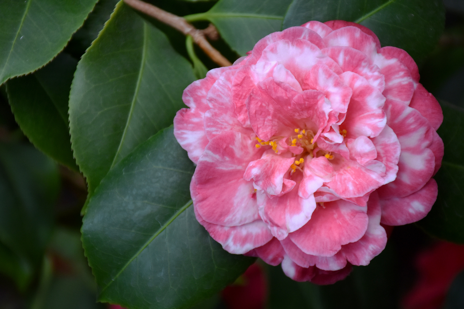 Camellia japonica Shi Funkhin