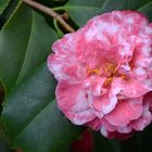 Camellia japonica Shi Funkhin