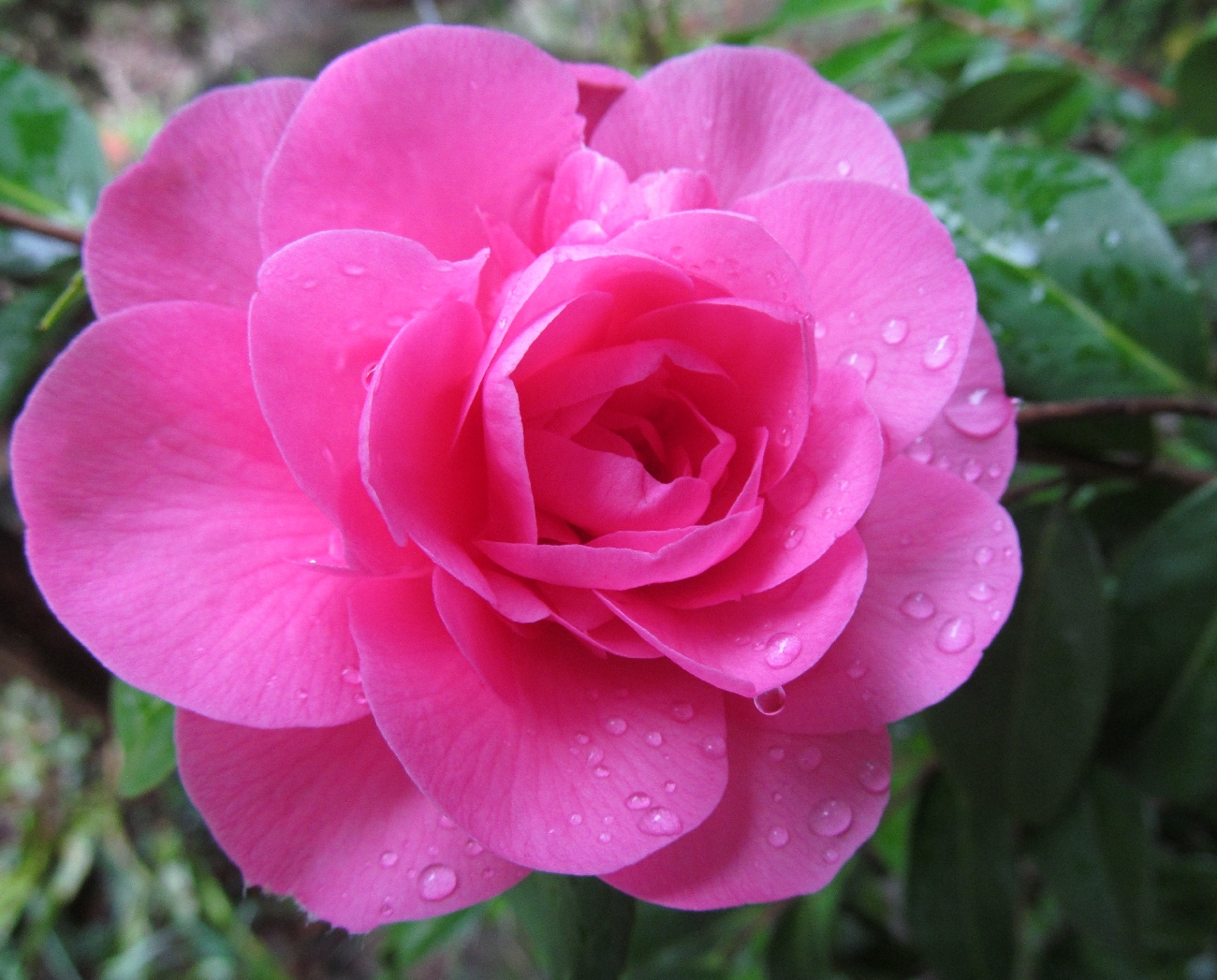 Camellia Japonika erblüht im Regen