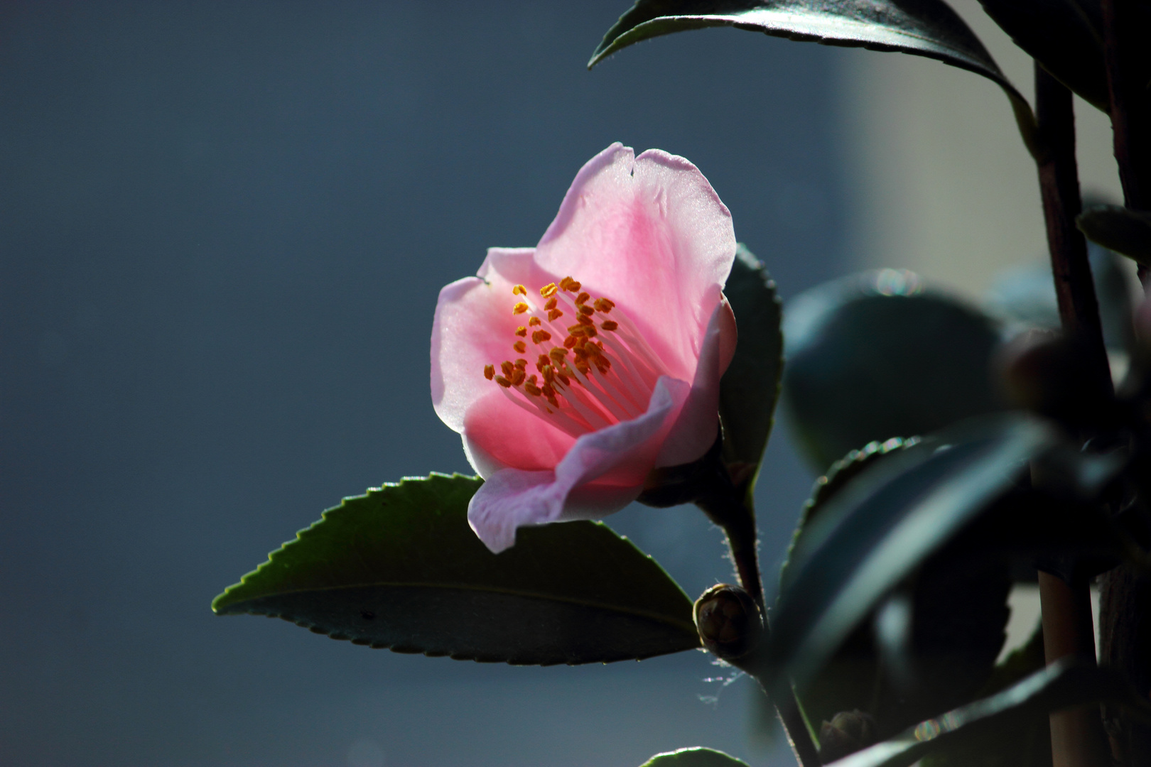 Camellia lutchuensis