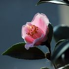 Camellia lutchuensis