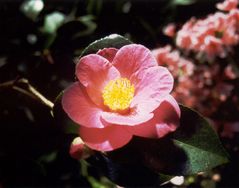 Camellia Nikufude