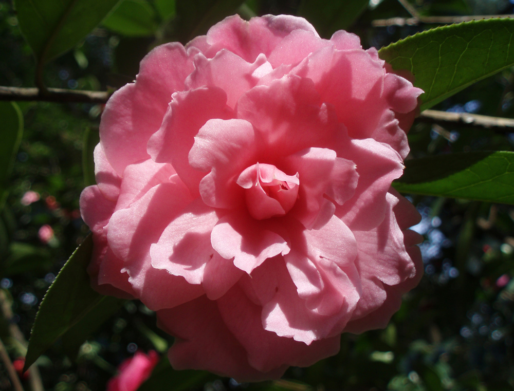 Camellia reticulata