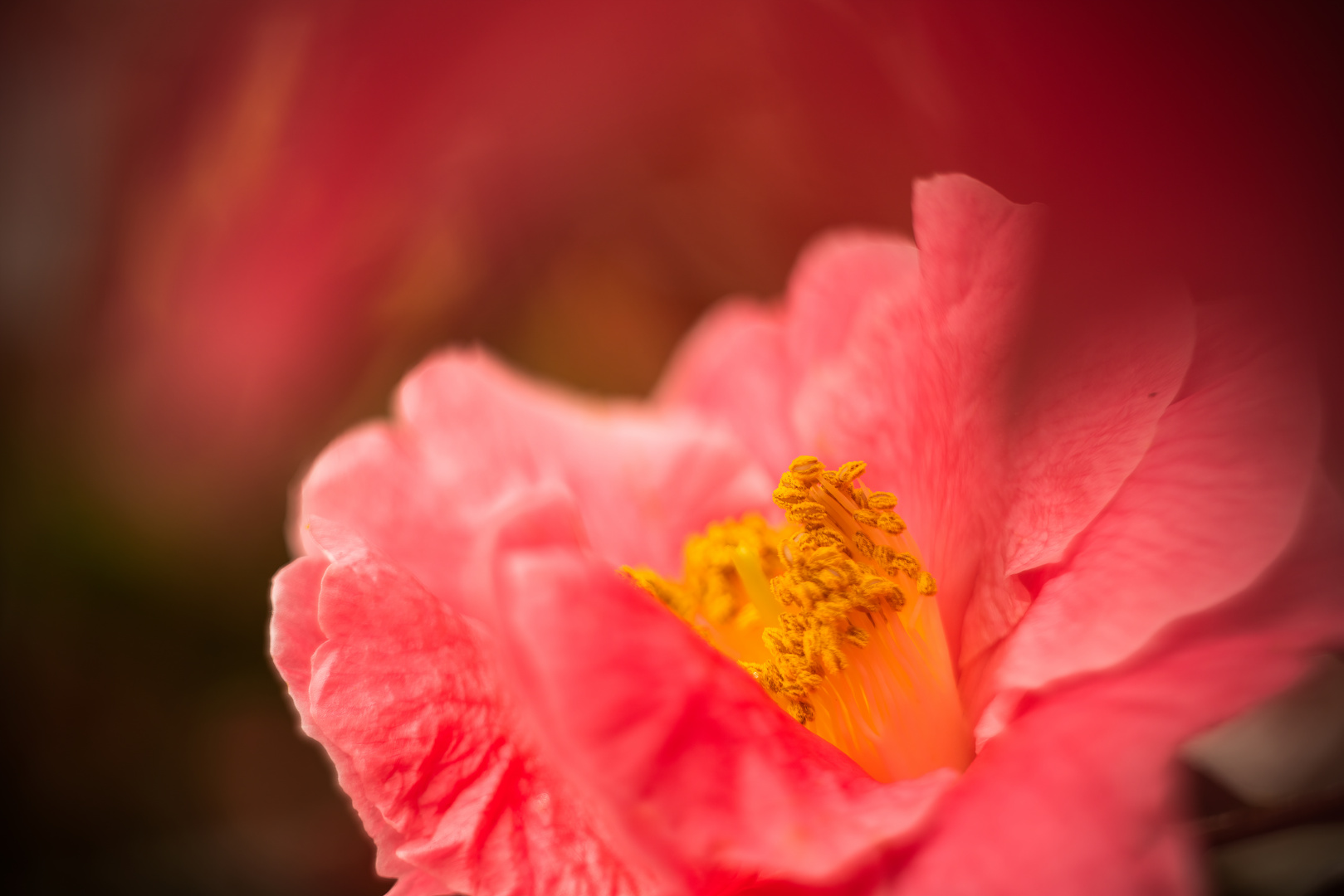 Camellia reticulata