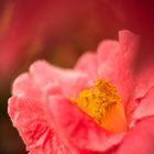 Camellia reticulata