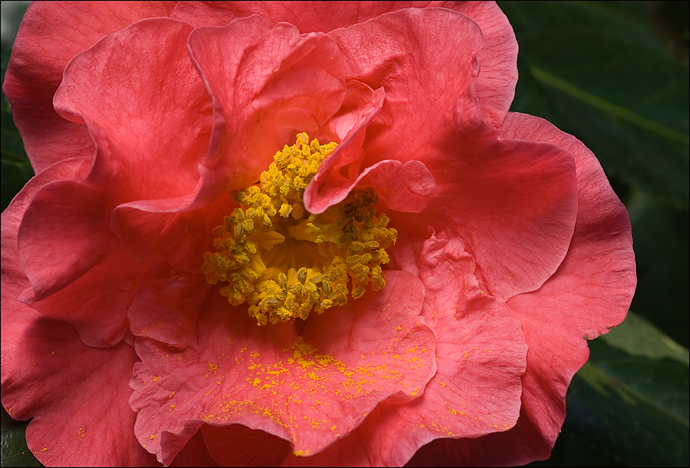 Camellia Reticulata Hybride "Mouchang"