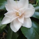 Camellia ..... weiss