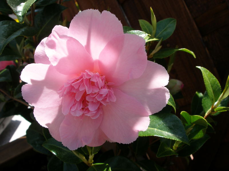 " CAMELLIA WILLIAMSII " BALLET QUEEN