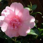 " CAMELLIA WILLIAMSII " BALLET QUEEN