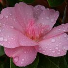 " CAMELLIA WILLIAMSII " Ballet Queen