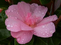 " CAMELLIA WILLIAMSII " Ballet Queen