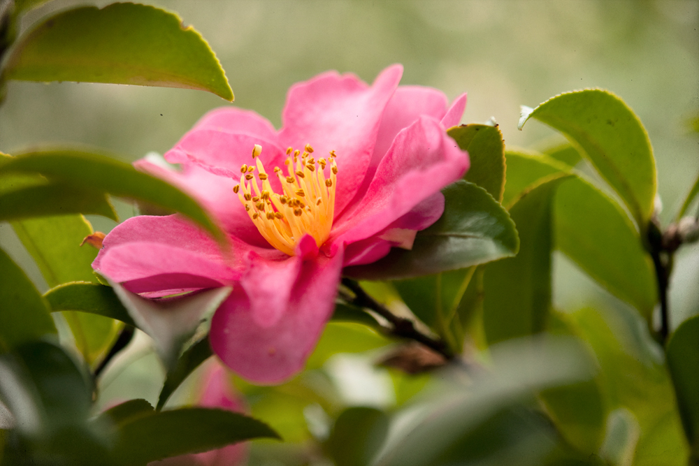 Camellia.japonica