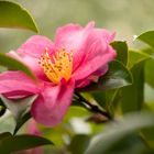 Camellia.japonica