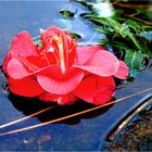 Camellia’s flower in a puddle (2)