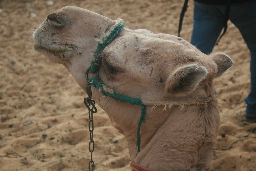 camello del desierto egipcio
