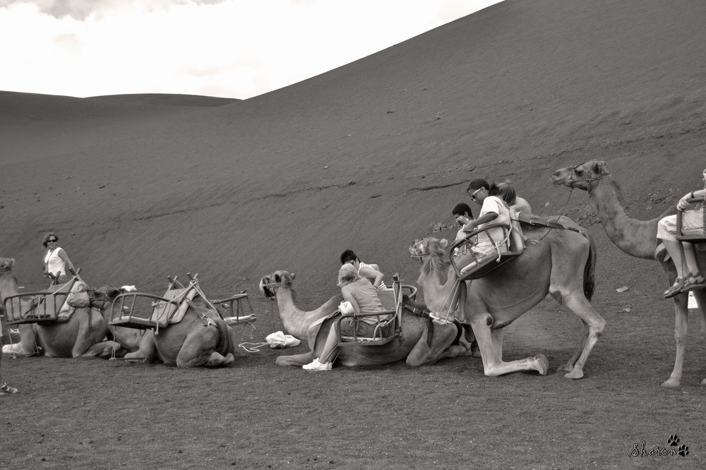 Camellos Parque Timanfaya