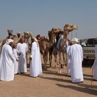 Camelrace - Gewinnerrennstall