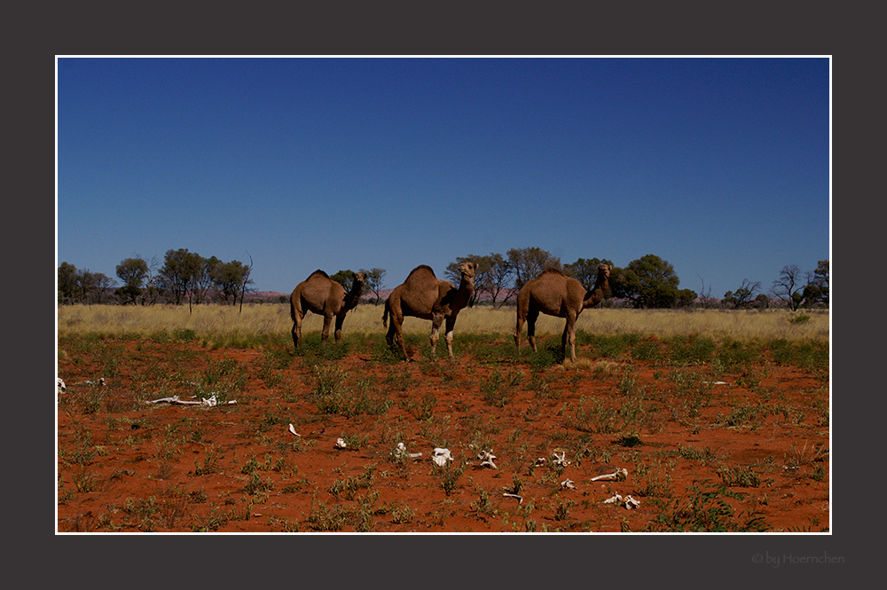 Camel's