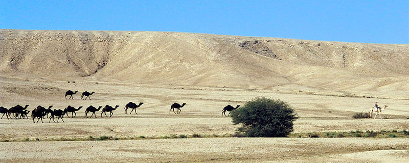 Camels