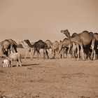 Camels