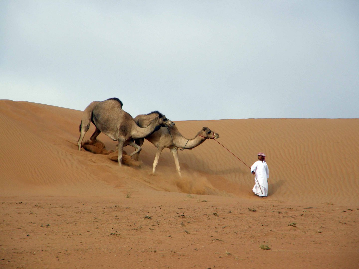 Camels